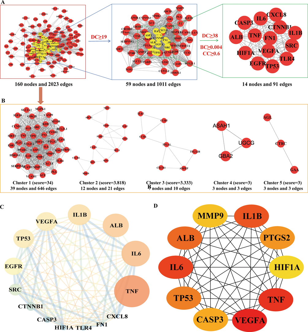 Identification of candidate targets via protein–protein interaction (PPI) analysis. (A) The process of topological screening for the PPI network. (B) PPI network based on clustery analysis using the MCODE plug-in. (C) The 14 core targets obtained by screening 164 common targets through DC, BC, CC. The node size is proportional to the target degree in the network. (D) The hub genes selected from the PPI network using the CytoHubba plugin. The node color was from pale yellow to red, and the corresponding degree gradually larger.