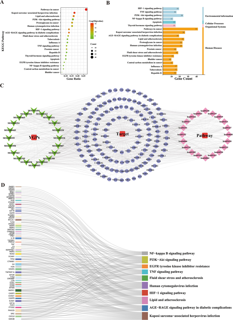 Results of KEGG enrichment analysis and key pathway network construction. (A) The bubble chart of the top 20 pathways based on KEGG enrichment analysis. (B) The KEGG type of the top 20 pathways based on KEGG enrichment analysis. (C) The compound–target–pathway(C-T-P) network implicated in the mechanism of YGPs in SONFH treatment. The purple nodes represent the targets; the pink nodes represent the pathways, whereas the green nodes represent the compounds. (D) The sankey diagram of the KEGG pathway analysis of the therapeutic targets of YGPs in SONFH treatment. The left rectangle nodes of the sankey diagram represent the therapeutic targets, the right rectangle nodes of the sankey diagram represent the KEGG pathways, and the lines represent the ownership of targets and pathways.