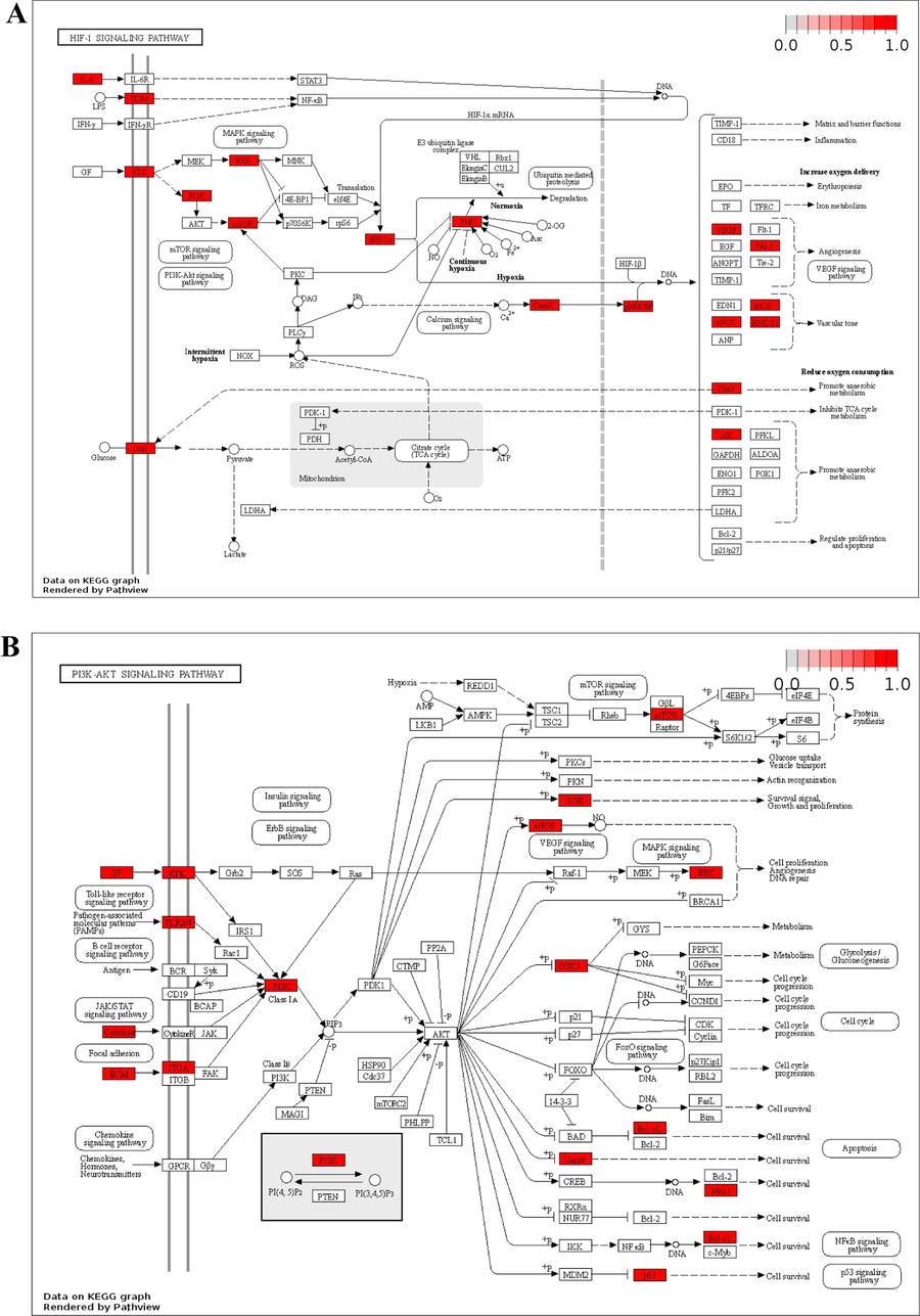 Distribution of key targets in the most related pathways. (A) Distribution of key targets in the HIF-1 signaling pathway. (B) Distribution of key targets in the PI3K/AKT signaling pathway. The red rectangle stands for the key targets. The putative targets and the genes implicated in the pathway are shown in red.