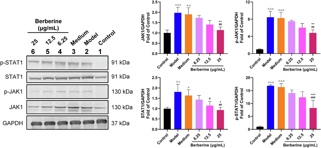 Berberine inhibited the activation of JAK1/STAT1 signaling pathway in HaCaT cells induced by IFN-γ. Berberine significantly decreased the protein level of JAK1, p-JAK1, STAT1 and p-STAT1 in HaCaT cells stimulated by IFN-γ. Data are expressed as mean ± SD. △P < 0.05, △△P < 0.01, △△△P < 0.001 versus Control group, #P < 0.05, ##P < 0.01, ###P < 0.001 versus Model group and *P < 0.05, **P < 0.01, ***P < 0.001 versus Medium group according to one-way ANOVA analysis followed by Sidak's multiple comparison test.