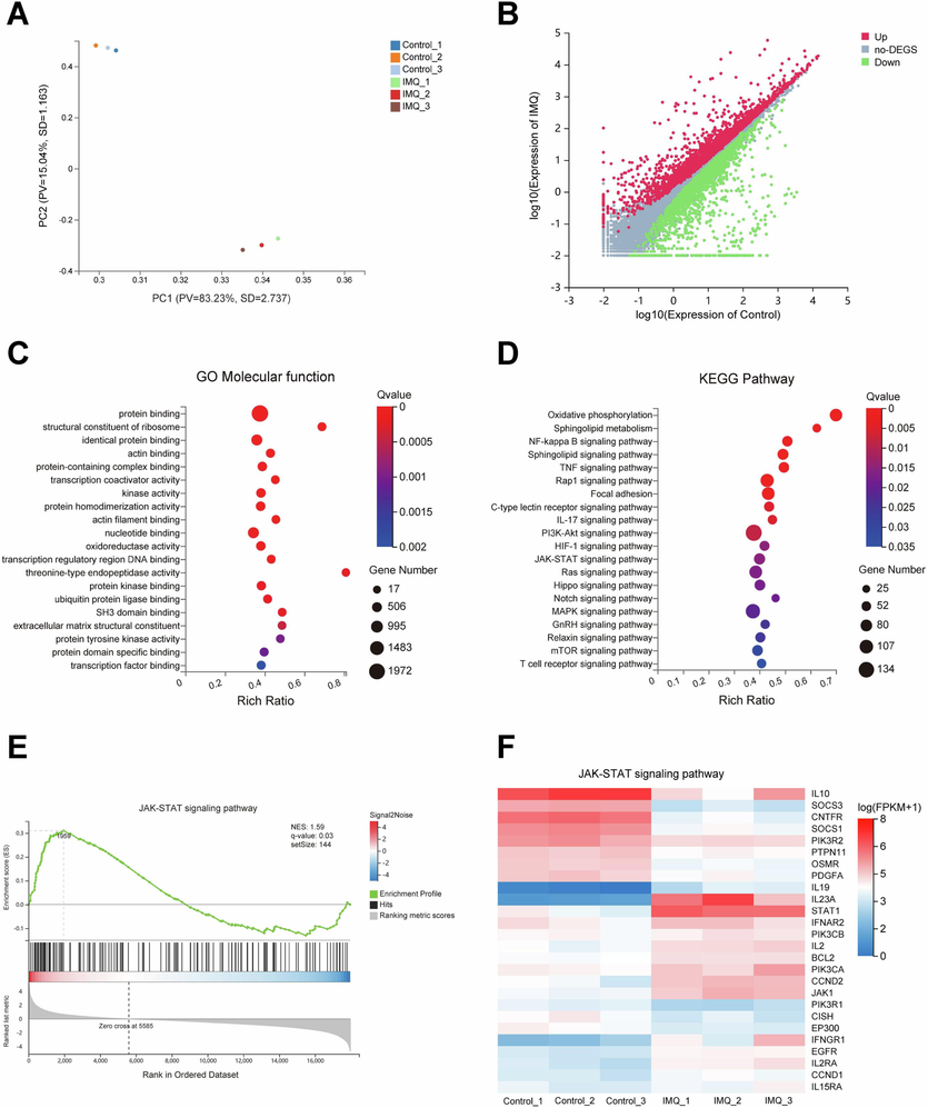 The transcriptome analysis of skin lesion tissues from Control and IMQ groups. (A) Score plot for discriminating the samples from Control and IMQ groups by principal components analysis. (B) Scatter plot for showing the difference of gene expression from DEGs between Control and IMQ groups. (C) Molecular function analyzed by GO functional enrichment analysis of DEGs. (D) KEGG pathway enrichment analysis of DEGs. (E) Gene set enrichment analysis of JAK-STAT signaling pathway. (F) Heatmap of gene expression in JAK-STAT signaling pathway between Control and IMQ groups.