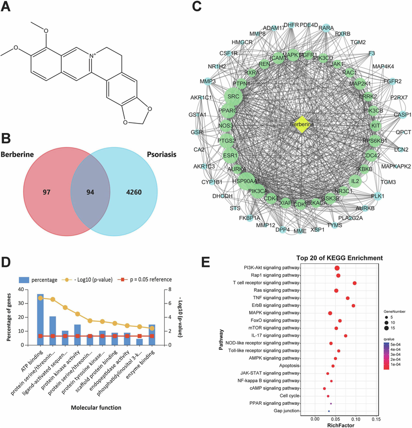 Prediction of therapeutic targets and pathways of topical berberine treating psoriasis by network pharmacology. (A) Chemical structure of berberine. (B) Venn diagram analysis for disease targets of psoriasis and active targets of berberine. (C) Network construction of berberine and these screened therapeutic targets with skin tissue-specific gene expression and regulation. The size of the node represents the node degree and the green nodes are the top 31 targets with the highest node degree and relevance. (D) Molecular function analyzed by GO functional enrichment of these screened therapeutic targets. (E) Top 20 pathways of KEGG enrichment analysis of these screened therapeutic targets.