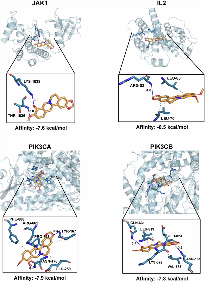 The virtual docking analysis of berberine acting on JAK1, IL2, PIK3CA and PIK3CB. These four targets were from the top 31 targets and also involved in JAK-STAT signaling pathway according to the analysis of network pharmacology.