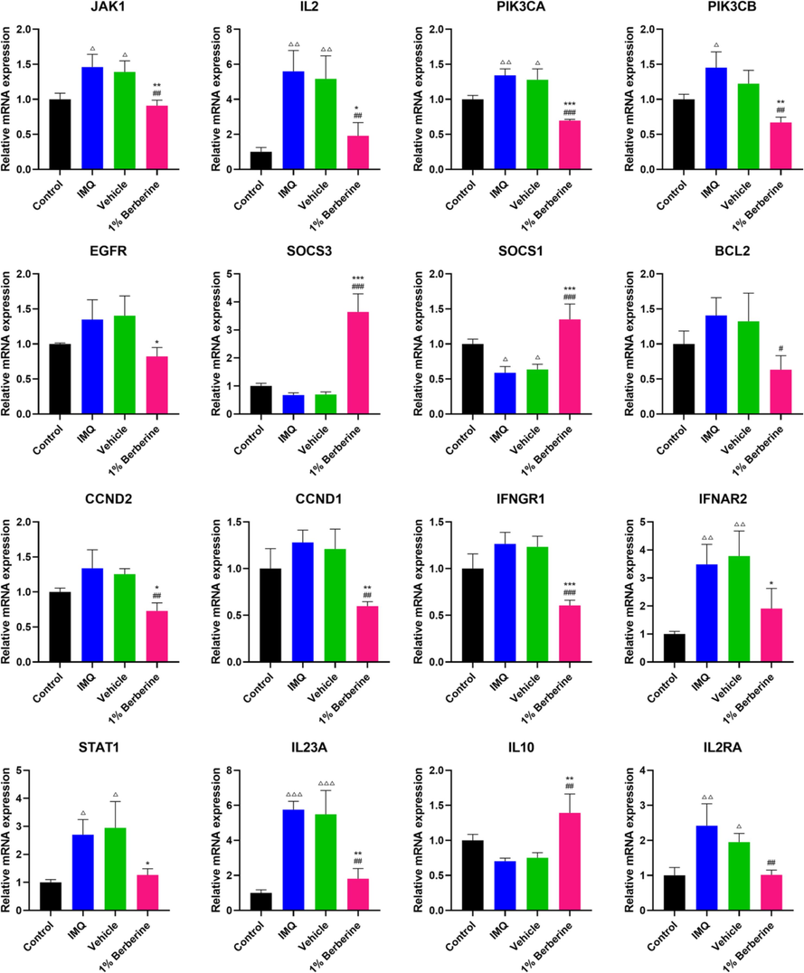 Berberine regulated the mRNA expression of key genes in JAK-STAT signaling pathway in IMQ-induced mice. JAK-STAT signaling pathway was significantly enriched in IMQ-induced psoriasis-like dermatitis in mice by transcriptome analysis. To prove the reliability of transcriptome analysis, qPCR validation for 16 key genes involved in JAK-STAT signaling pathway was then performed. Berberine could potently reverse the mRNA expression of these key genes induced by IMQ. Data are represented as mean ± SD. △P < 0.05, △△P < 0.01, △△△P < 0.001 versus Control group, #P < 0.05, ##P < 0.01, ###P < 0.001 versus IMQ group and *P < 0.05, **P < 0.01, ***P < 0.001 versus Vehicle group according to one-way ANOVA analysis followed by Sidak's multiple comparison test.