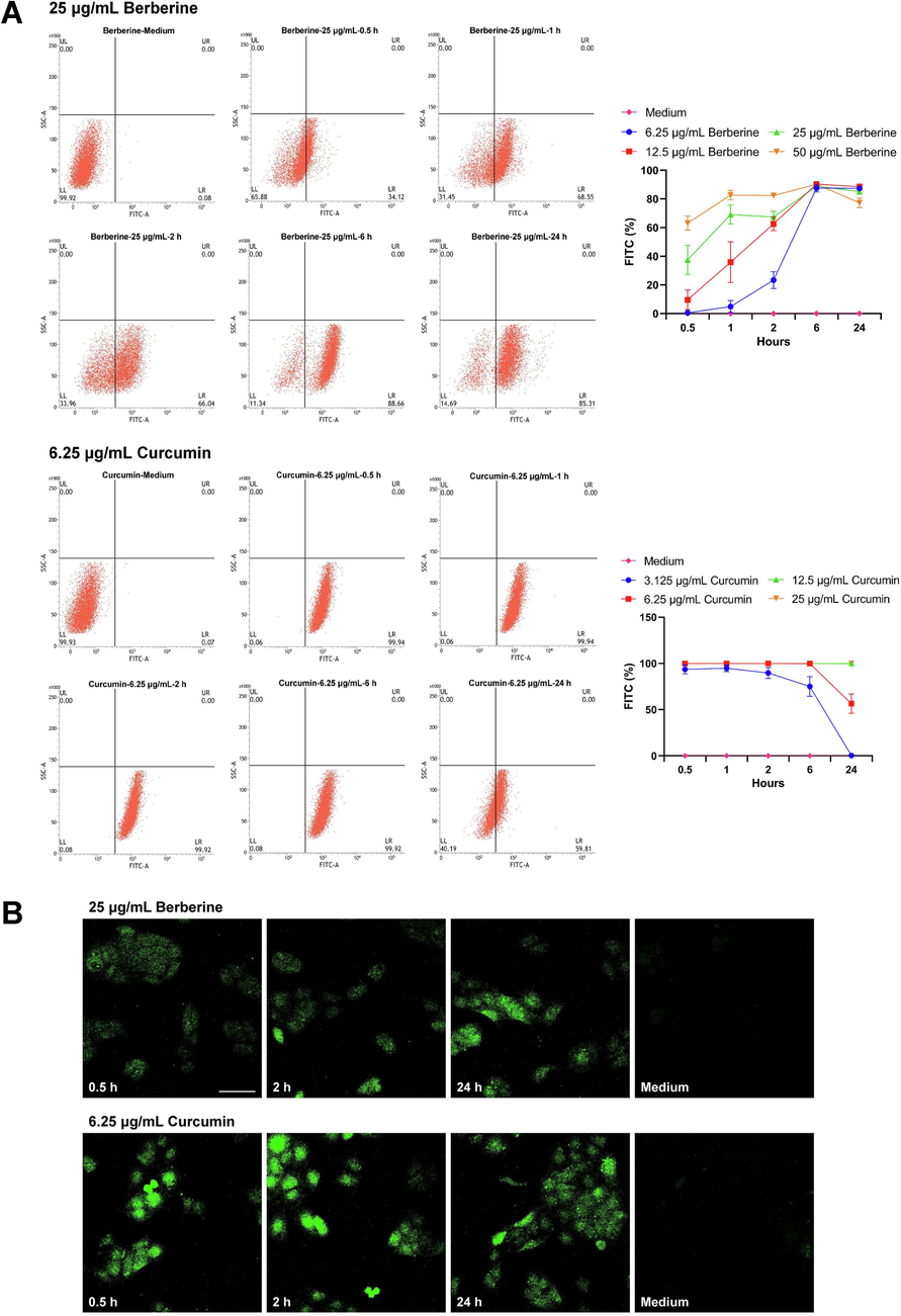 Intracellular uptake of berberine and curcumin after treated on HaCaT cells. (A) Uptake of different concentrations of berberine and curcumin in HaCaT cells measured by flow cytometry after 0.5, 1, 2, 6, 24 h of incubation (n = 3). (B) Confocal microscopy images of HaCaT cells incubated with berberine and curcumin. The photographs were taken after 0.5, 2, 24 h of incubation with 25 μg/mL berberine or 6.25 μg/mL curcumin using a confocal microscope (scale bar, 50 μm) (n = 3). Data are represented as mean ± SD.