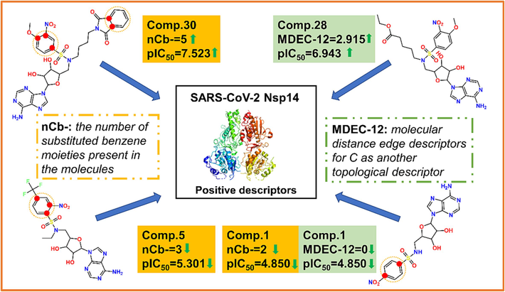 Schematic diagram of the selected descriptors in controlling the inhibitory activity against Nsp14 in the best QSAR model.