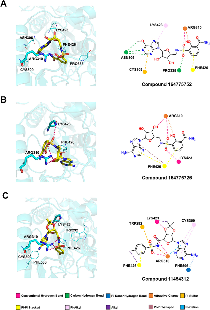 Molecular docking interactions of compounds (A) 164,775,752 (B) 164,775,726 and (C) 11,454,312 with the active site of Nsp14 N7-MTase domain.