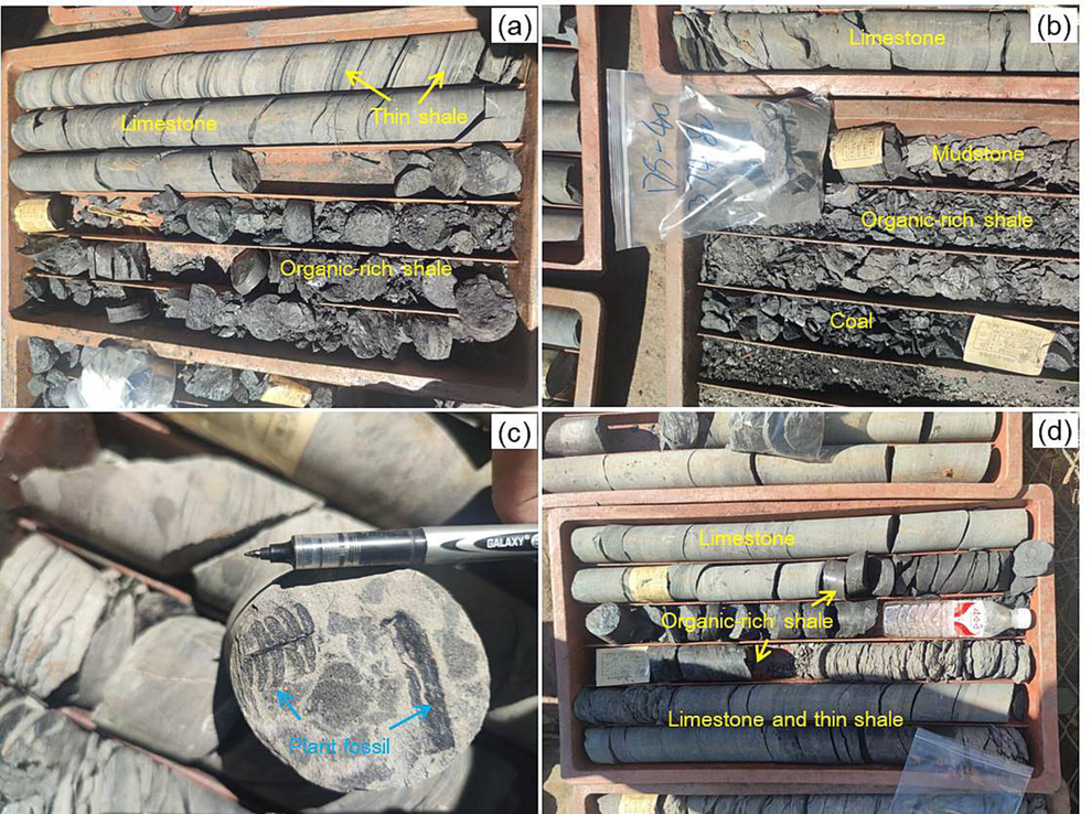 Drilling core photos of the Longtan Formation from well DHC-1 in the Zhongshan County. a) Organic-rich shale and limestone, b) Coal, organic-rich shale, mudstone, and limestone, c) Plant fossils, and d) Organic-rich shale and limestone.