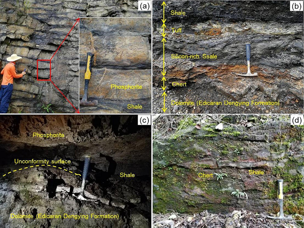 Field photos of the Niutitang Formation. a) Phosphorite in shale, Zhijin, b) the Niutitang Formation section in Songlin, c) the unconformity surface between the Ediacaran Dengying Formation and the Cambrian Niutitang Formation, Zhijin, and d) Chert in shale, Sansui.