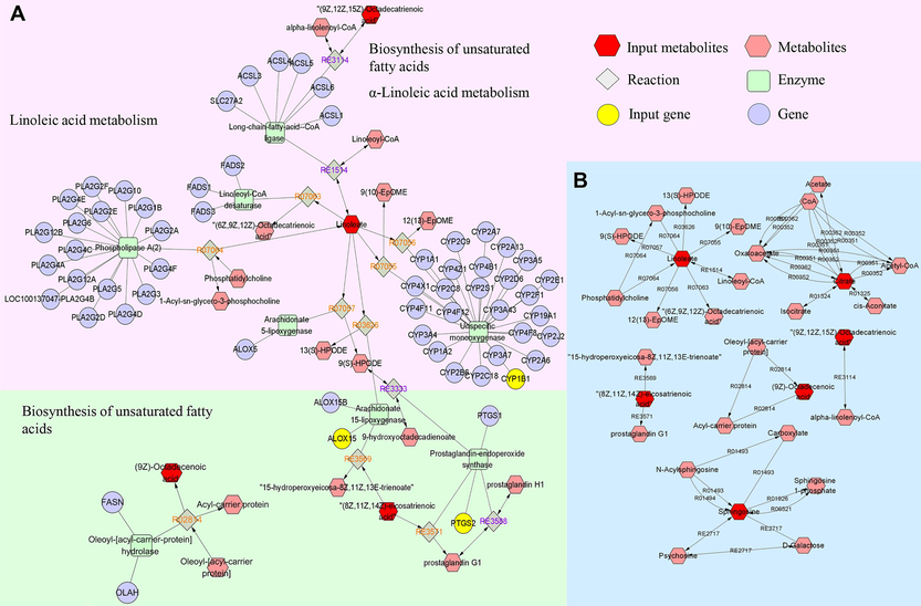 The compound-reaction-enzyme-gene networks of the key metabolites and targets (A); the network of interactions between key metabolites (B).