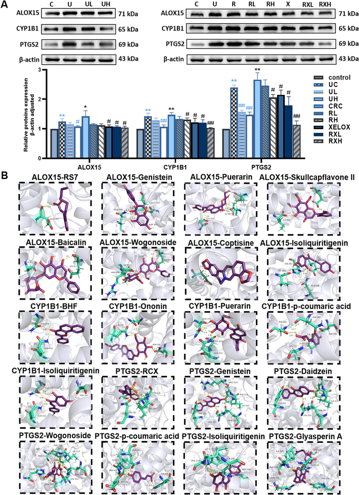 Typical protein bands and relative expression of ALOX15, CYP1B1 and PTGS2 proteins in western blot analysis; Values shown are means ± SD. *p < 0.05, **p < 0.01 UC vs Control group; *p < 0.05, **p < 0.01 CRC vs Control group; #p < 0.05, ##p < 0.01 vs UC group; #p < 0.05, ##p < 0.01 vs CRC group (A); Molecular docking interaction diagrams of key active components with macromolecular ligands (B).