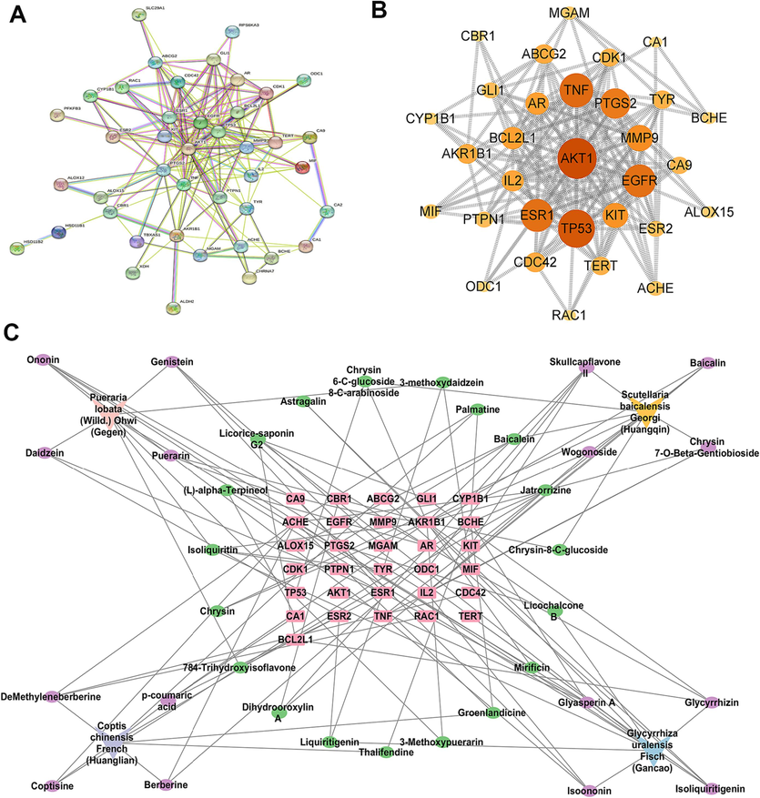 Prediction results of network pharmacology study. PPI diagram network (A); Network diagram of 31 key targets (B); “Herb-component-target” multivariate network (C).