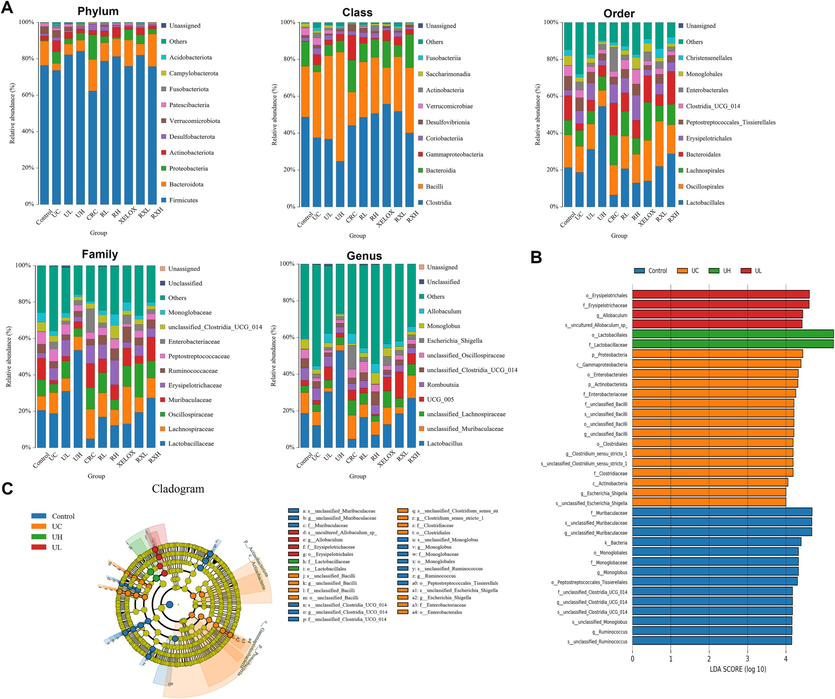 Distribution histogram of the top 10 community in abundance at the level of phylum, class, order, family and genus (A); Distribution histogram based on LDA of dominant microorganisms in the control, UC, UL, UH groups (B); Cladogram of dominant microorganisms in the control, UC, UL, UH groups (C).