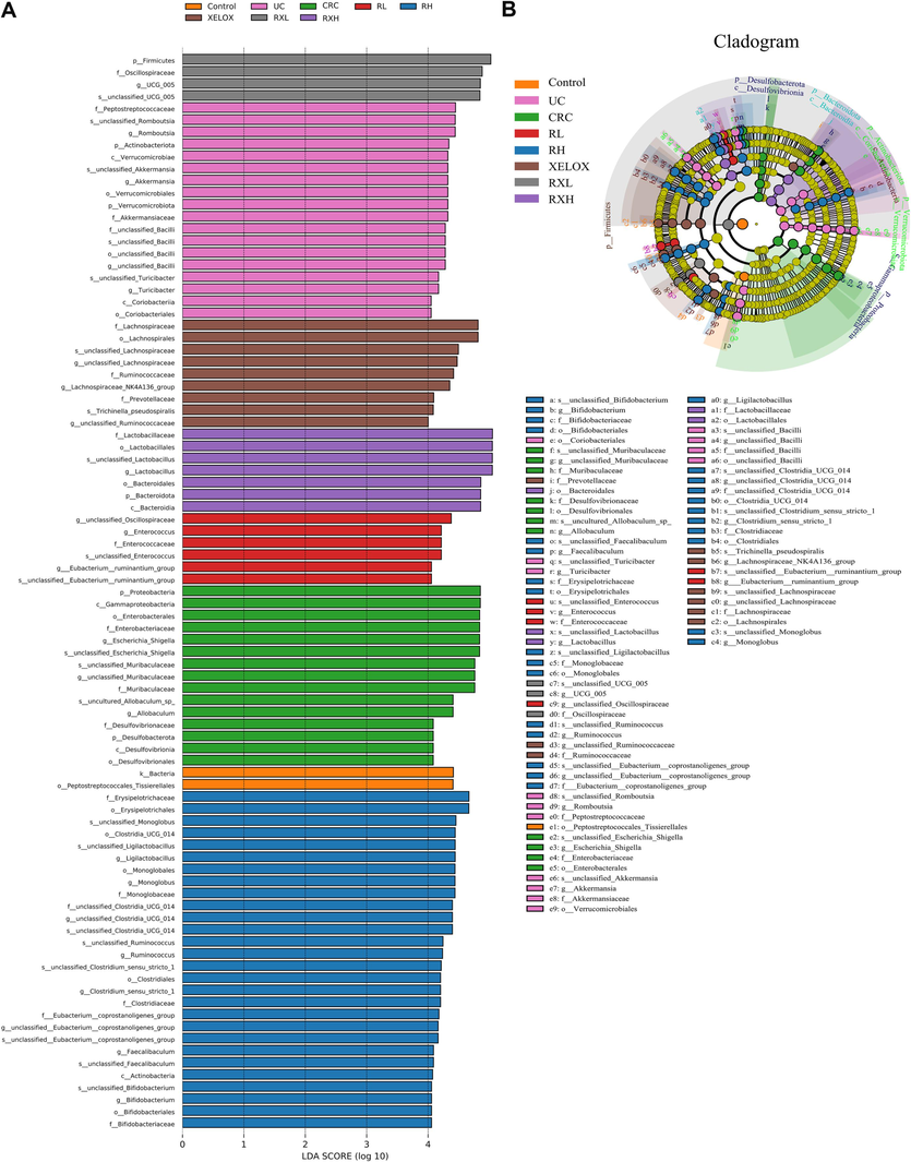 Distribution histogram based on LDA of dominant microorganisms in different groups (A); Cladogram of dominant microorganisms in different groups (B).