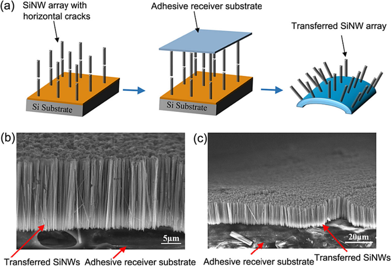 (a) Schematic illustration of adhesive substrate-assisted peeling off cracked metal-assisted etched SiNW array from its bulk silicon matrix. (b) and (c), SEM images of the vertical SiNW array transferred to an adhesive tape.(Farid et al., 2022) Copyright 2022, American Chemical Society.