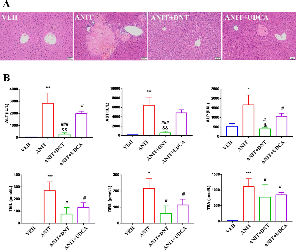 DNT attenuates ANIT-induced liver injury in mice. (A) Representative H&E staining (magnification × 400) images of liver sections of mice. (B) Serum levels of ALT, AST, ALP, TBIL, DBIL, and TBA. Compared with the VEH (control) group, *P < 0.05, **P < 0.01, ***P < 0.001; Compared with the ANIT (model) group, #P < 0.05, ##P < 0.01, ###P < 0.001; Compared with the ANIT + UDCA (positive) group, &P < 0.05, &&P < 0.01.