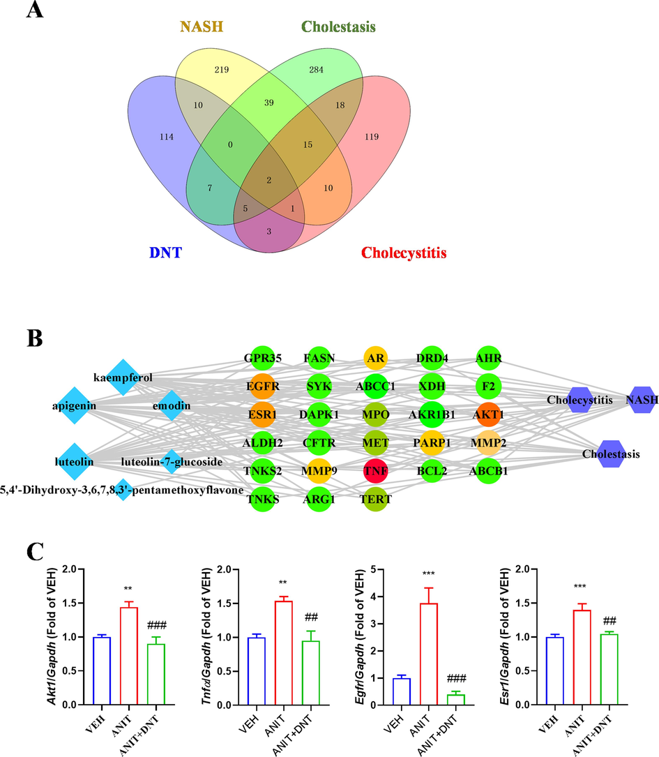 Confirmation of Q-markers of DNT by network pharmacology. (A) The number of potential targets for DNT Q-markers in the treatment of cholestasis-related disease. (B)The interaction network of the compound-target-disease. The light blue diamonds represent compounds, the green rotundities represent intersection targets, and the purple blue hexagons represent diseases. The grey edges indicate the link be-tween the compounds and the target. (C) Changes of hepatic mRNA expression of Tnfa, Akt1, Egfr and Esr1 in mice after DNT treatment. Compared with the VEH (control) group, *P < 0.05, **P < 0.01, ***P < 0.001; Compared with the ANIT (model) group, #P < 0.05, ##P < 0.01, ###P < 0.001.