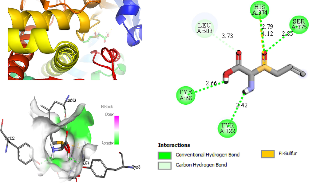 2D (left) and 3D (right) interactions of Alliin and 4UYM protein.