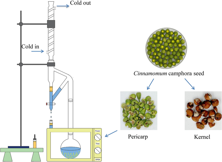 Extraction of essential oil from Cinnamomum camphora seed pericarp (separation of the pericarp and kernel from the Cinnamomum camphora seed).