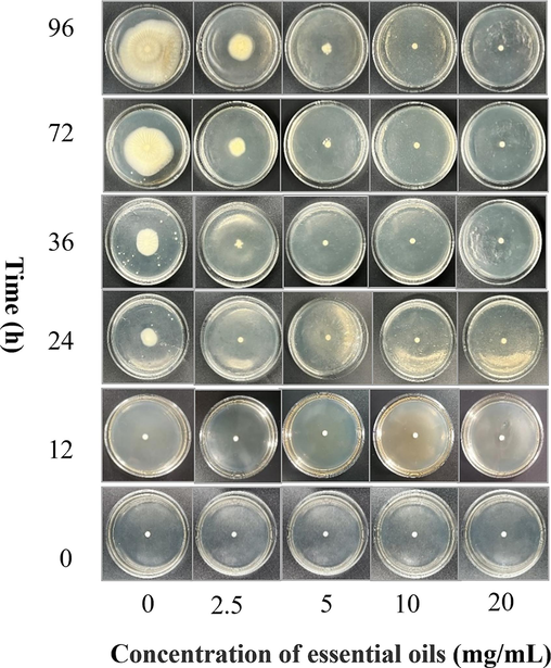 Antifungal effects of CPEO at different concentrations.