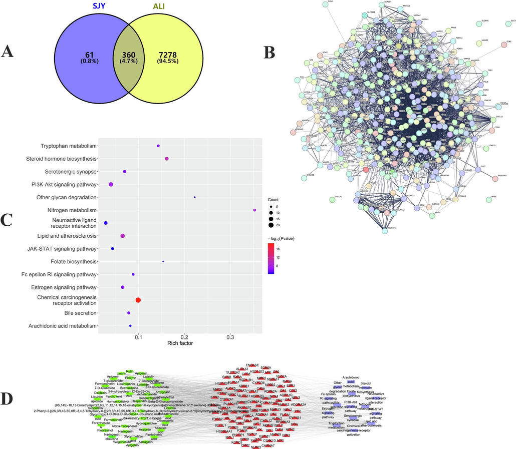 Network pharmacology uncovers the mechanism of SJY for ALI. (A) Venn diagram of targets shared by SJY and ALI; (B) PPI network based on targets of SJY for ALI; (C) Representative terms in enrichment analysis; (D) The component-target-pathway network construction about anti-ALI of SJY.