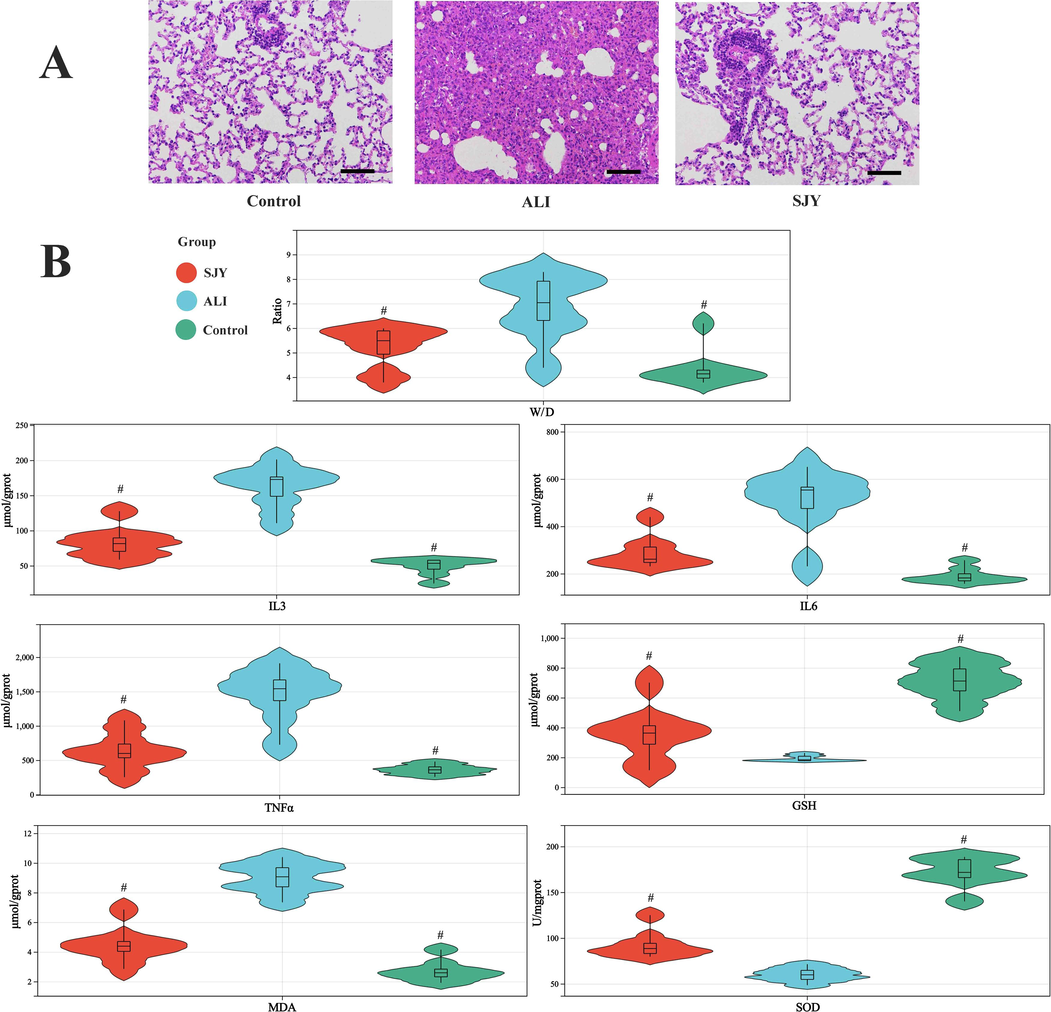 Pathological and biochemical assessment of intervention effects of SJY on ALI: (A) H&E staining (×200 magnification); (B) Lung W/D ratio and ELISA results of IL-3, IL-6, TNF-α, GSH, MDA and SOD in lung sample. #: Significant difference compared with model group (p < 0.05).