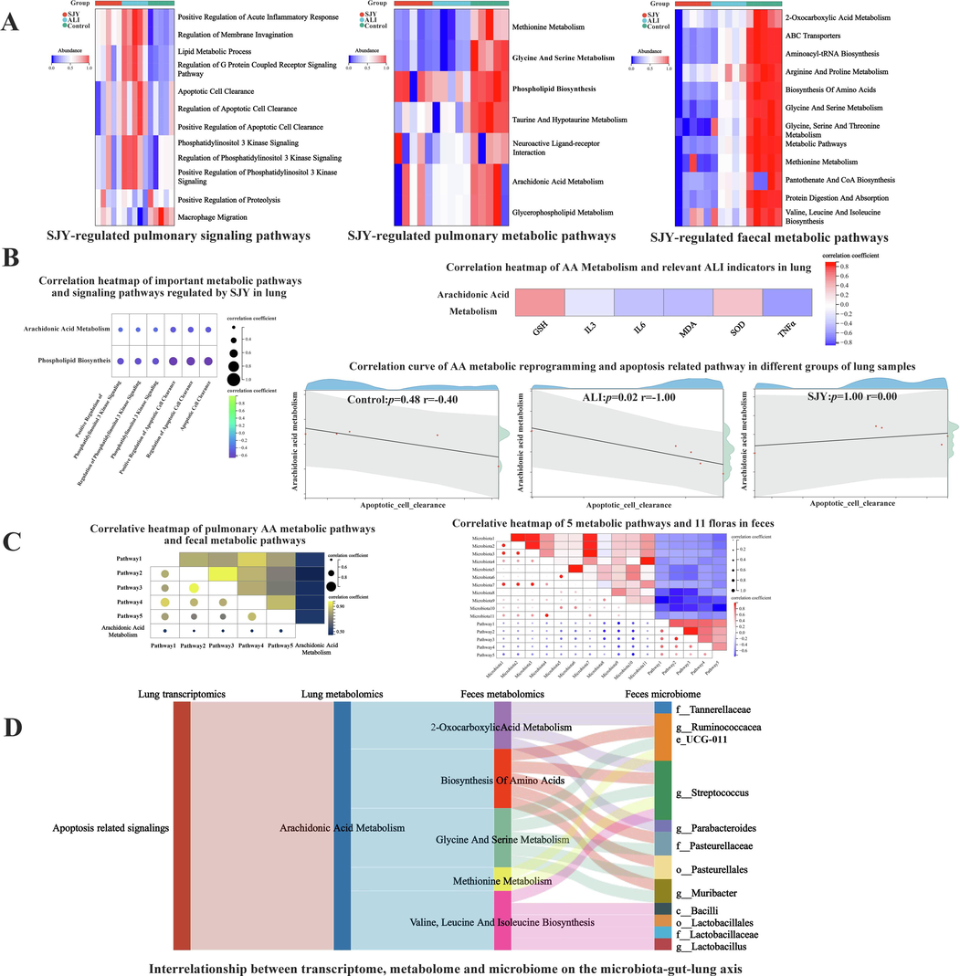 Integrative multi-omics analysis of SJY against ALI. (A) Representative SJY-regulated pulmonary signaling pathways, pulmonary metabolic pathways and fecal metabolic pathways; (B) Correlation of important metabolic pathways and signaling pathways regulated by SJY in lung; (C) Correlative heatmap of pulmonary AA metabolic pathways and fecal metabolic pathways, and Correlative heatmap of 5 metabolic pathways and 11 floras in feces (Microbiota1, c__Bacilli. Microbiota2, o__Lactobacillales. Microbiota3, f__Lactobacillaceae. Microbiota4, f__Tannerellaceae. Microbiota5, f__Pasteurellaceae. Microbiota6, o__Pasteurellales. Microbiota7, g__Lactobacillus. Microbiota8, g__Muribacter. Microbiota9, g__Ruminococcaceae_UCG-011. Microbiota10, g__Streptococcus. Microbiota11, g__Parabacteroides. Pathway1, 2-Oxocarboxylic Acid Metabolism. Pathway2, Biosynthesis of Amino Acids. Pathway3, Glycine and Serine Metabolism. Pathway4, Methionine Metabolism. Pathway5, Valine, Leucine and Isoleucine Biosynthesis.); (D) Interrelationship between transcriptome, metabolome and microbiome on the microbiota-gut-lung axis.