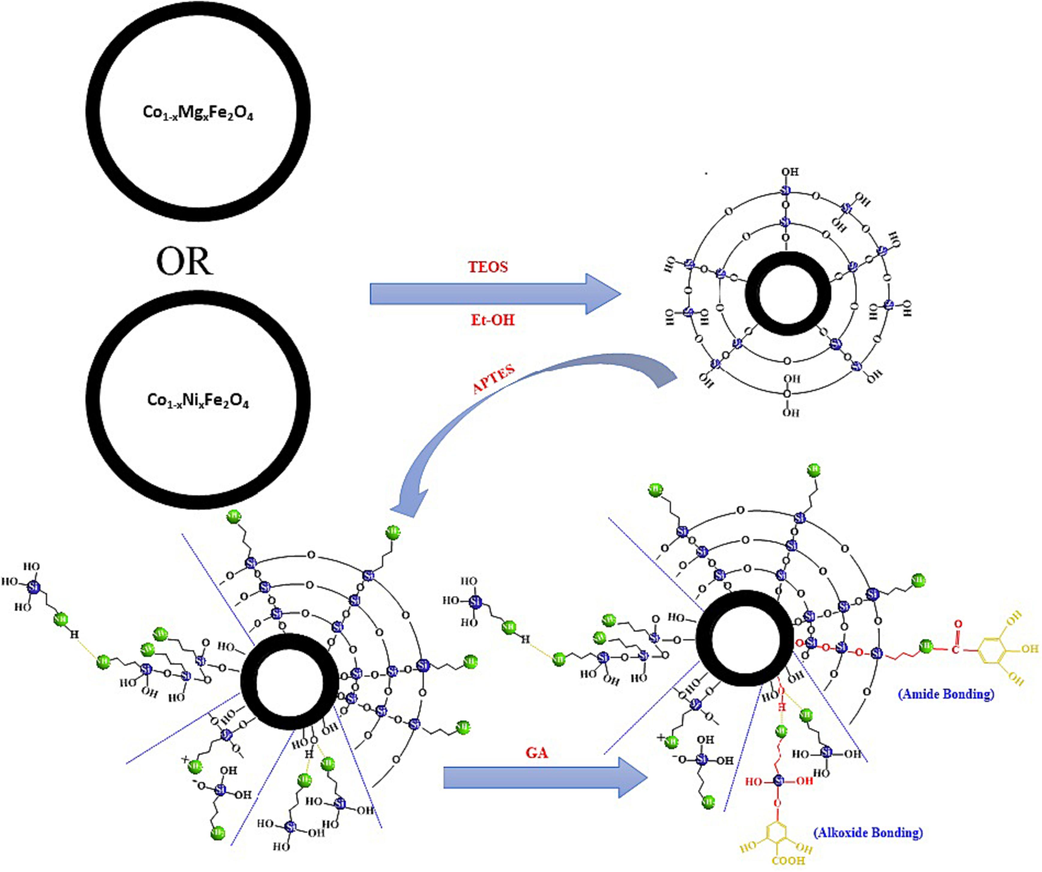 Schematic representation of the coating of magnesium-doped cobalt ferrite NPs with a silica shell and their subsequent functionalization with Gallic acid.