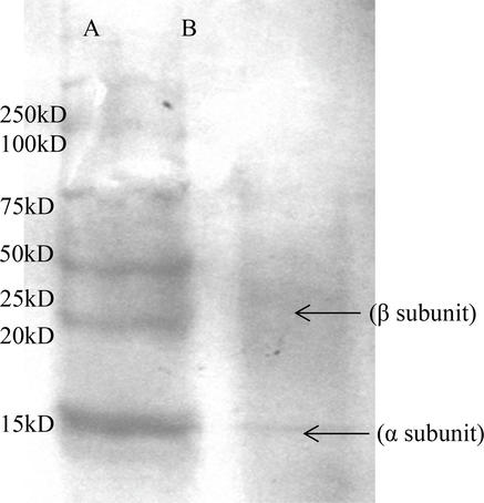 SDS-PAGE displaying subunits of Phycocyanin [Lane A: Protein Ladder, Lane B: Extracted and Purified Phycocyanin].