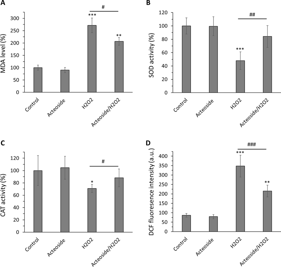 Antioxidant effects of acteoside against H2O2-triggered oxidative stress in H9c2 cardiomyocyte cells detected by (A) MDA, (B) SOD activity, (C) CAT activity, and (D) ROS assays. H9c2 cells were pretreated with 10 μM of acteoside for 12 h followed by washing and treatment with H2O2 (400 μM) for an additional 2 h. Data were presented as mean ± SD of three experiments. *P < 0.05, **P < 0.01, ***P < 0.001 relative to untreated control sample, #P < 0.05, ##P < 0.01, ###P < 0.001 relative to H2O2-triggered group.