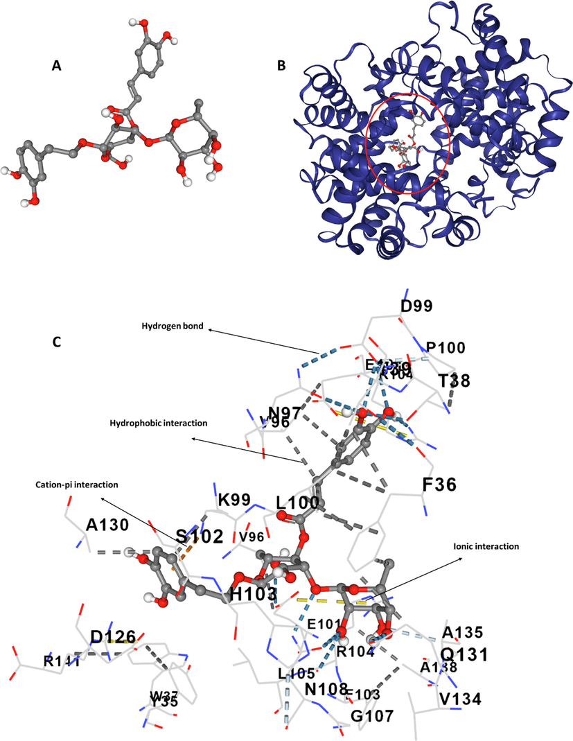 (A) Structure of acteoside, (B) structure of hemoglobin, (C) amino acid residues in the binding pocket.