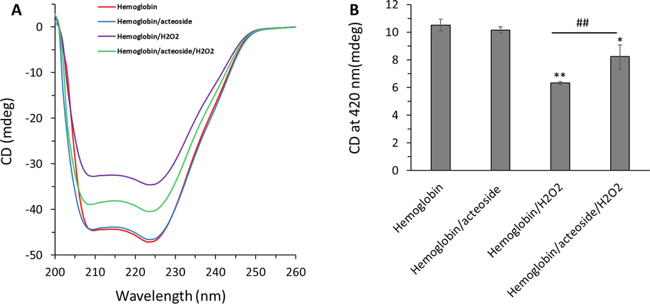 Protective effects of acteoside against H2O2-triggered (A) secondary structural changes and (B) heme degradation of hemoglobin. The aliquots of hemoglobin (80 µM) incubated with H2O2 (molar ratios of heme to peroxide of 1:5) for 1 h with acteoside (molar ratios of protein to actisomide of 1:1) were withdrawn and used for CD study. *P < 0.05, **P < 0.01 relative to untreated control sample, ##P < 0.01 relative to H2O2-triggered group.