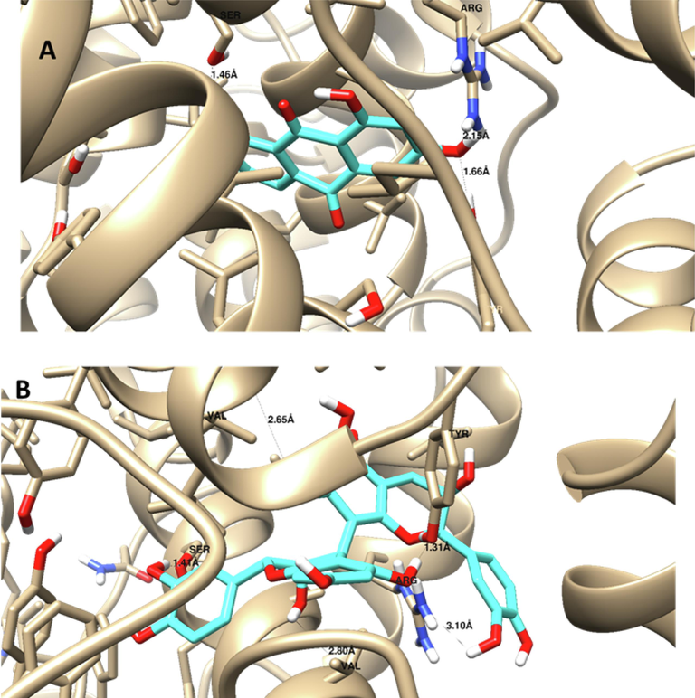 Ligand disposition and receptor interactions of A) Emodin and B) Procyanidin B2 inside COX-2 protein demonstrating a surface representation. 3D images were made by Chimera software.