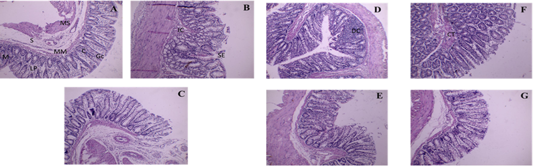(A-G) Light micrographs of colonic mucosa. A) Control rats showing, normal architecture, and arrangement of the lining layers; mucosa (M), muscularis mucosa (MM), submucosa (S), and musculosa (MS). Apical parts of the mucosa; absorptive crypt cells I, numerous Goblet cells (GC), and obvious lamina propria (LPB). B) colonic mucosa was observed 17 days after induction of colitis and oral treatment with saline, with some generation in the acetic acid group. Showing, IC: invasion of some inflammatory cells, separation of the epithelium (SE), and damaging crypts (DC). C) Colonic mucosa 17 days after induction of colitis and oral treatment with sulfasalazine. Showing, maintained the regular arrangement of cell structure, epithelium remained intact and Goblet cells and crypts were both normally distributed. D) Colonic mucosa observed 17 days after pretreatment with a low dose extract to induce colitis; showing alteration in mucosal, submucosal, and musculosal layers, with damaged crypts. E) colonic mucosa observed 17 days after pretreatment with a high dose to induced colitis: minimal inflammatory reaction in the mucosa and submucosa without any feature of tissue destruction. Note also, that Crypts had a normal architecture with intact vacuolated goblet cells. F) colonic mucosa observed 17 days after induction of colitis and oral treatment with a low dose; more connective tissue cells (CT) and increased number of crypts. G) Colonic mucosa 17 days after induction of colitis and oral treatment with a high dose; the treatment ameliorates.