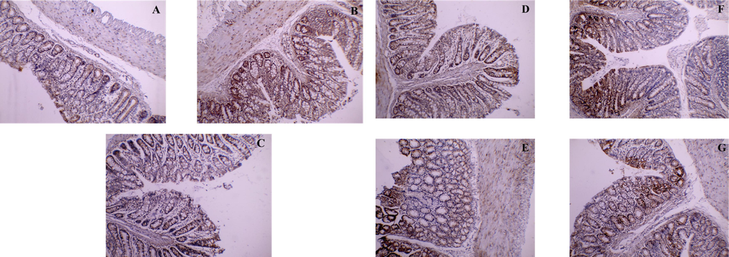 COX-2 immunostaining. A) Shows control COX-2 expression (Group I), brown color indicates specific immunostaining of cleaved COX-2 and light blue color indicates nuclear hematoxylin staining. B) The colonic section of acetic-acid-induced colitis (Group II) depicts numerous cells with a strong positive mainly cytoplasmic COX-2 reaction. C) The colonic section of the sulfasalazine-treated group (Group III) shows a near-control COX-2 expression. D) The colonic section of the pretreated group with a low dose (Group IV); shows multiple cells with a moderately positive cytoplasmic COX-2. E) The colonic section of the pretreated group with a high dose (Group V); reaction reveals few cells with a weak positive cytoplasmic COX-2 reaction. F) The colonic section of the treated group with a low dose (Group VI); shows multiple cells with a moderately positive cytoplasmic COX-2. G) The colonic section of the treated group with a high dose (Group VII); shows a near-control COX-2 expression. [Original magnification: 40x].