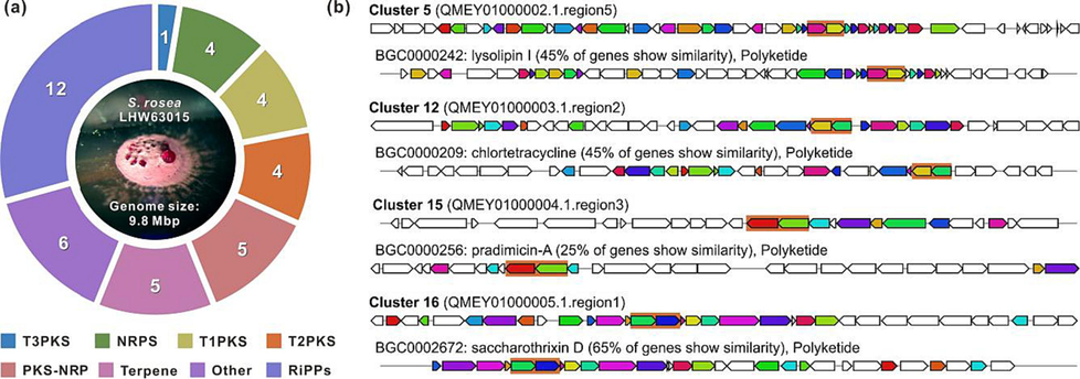 Genome minning of S. rosea LHW63015. a Category distribution of 41 BGCs predicted by antiSMASH. b Four cryptic T2PKSs BGCs with known homologous from MIBiG. Ketosynthase genes were highlighted.