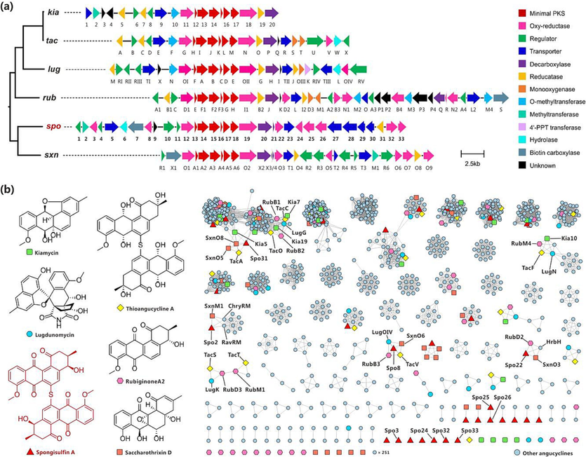 Analysis of BGC of spongisulfin (spo) with related angucyclines. a Organization of spo and phylogenetic relationship in GCF (partial, the complete tree was provided in Fig. S4). b Selected products and sequence similarity network (SSN) of 38 angucycline BGCs. Kiamycin, kia; Thioangucycline A, tac; Lugdunomycin, lug (BGC0002016); Rubiginone A2, rub; Saccharothrixin D, sxn; ChryRM, putative dehydrogenase in chrysomycin BGC chry; HrbH, putative oxygenase in hatomarubigin BGC hrb; RavRM, putative dehydrogenase in ravidomycin BGC rav.