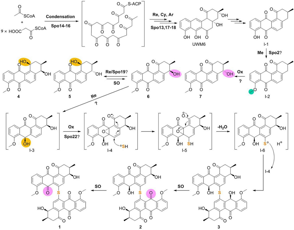 The proposed biosynthetic pathway of spongisulfins. Ar, aromatization; Cy, cyclization; Me, methylation; Ox, oxidation; Re, reduction; SO, spontaneous oxidation. Sites of methylation, oxidation, and reduction were highlight on products with green, pink, and orange, respectively.