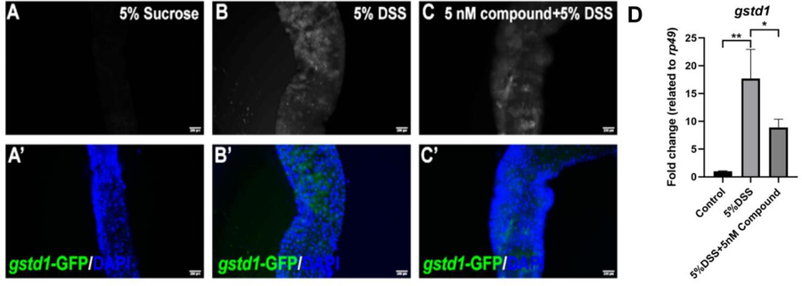 Effects of Spongisulfin A (1) on intestinal ROS production in Drosophila melanogaster.