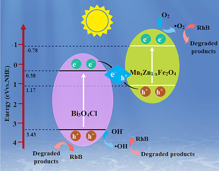 Photocatalytic mechanism of RhB dye degradation over Bi3O4Cl/MnxZn1-xFe2O4.