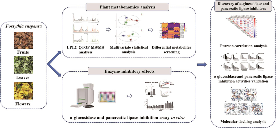 The flowchart of the integrated strategy for comparison of secondary metabolites and discovery of α-glucosidase and pancreatic lipase inhibitors in different parts of Forsythia suspensa.