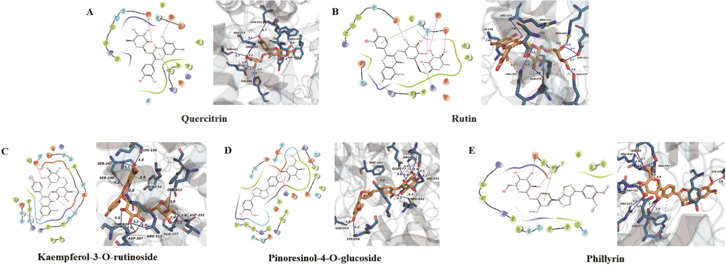 The molecular docking analysis of five enzyme inhibitors with α-glucosidase protein receptor (3A4A). (A) quercitrin, (B) rutin, (C) kaempferol-3-O-rutinoside, (D) pinoresinol-4-O-glucoside, (E) phillyrin.