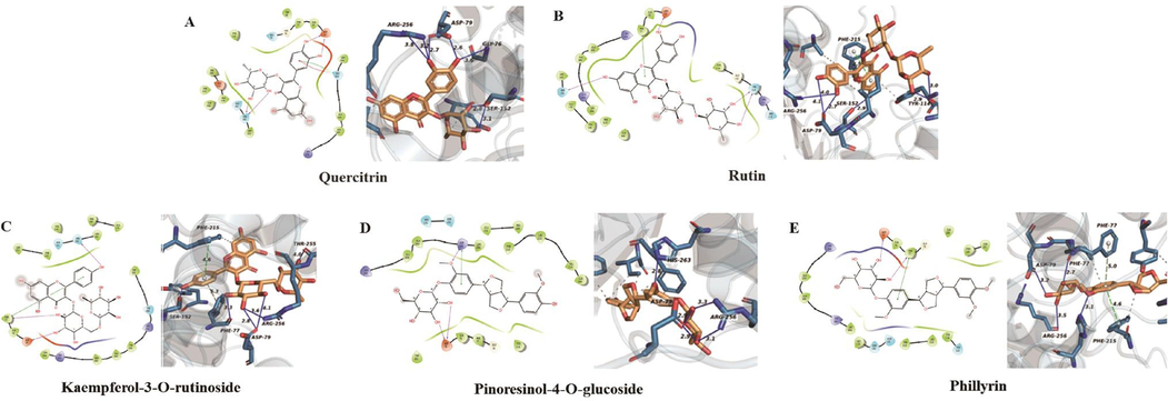 The molecular docking analysis of five enzyme inhibitors with pancreatic lipase protein receptor (1LPB). (A) quercitrin, (B) rutin, (C) kaempferol-3-O-rutinoside, (D) pinoresinol-4-O-glucoside, (E) phillyrin.