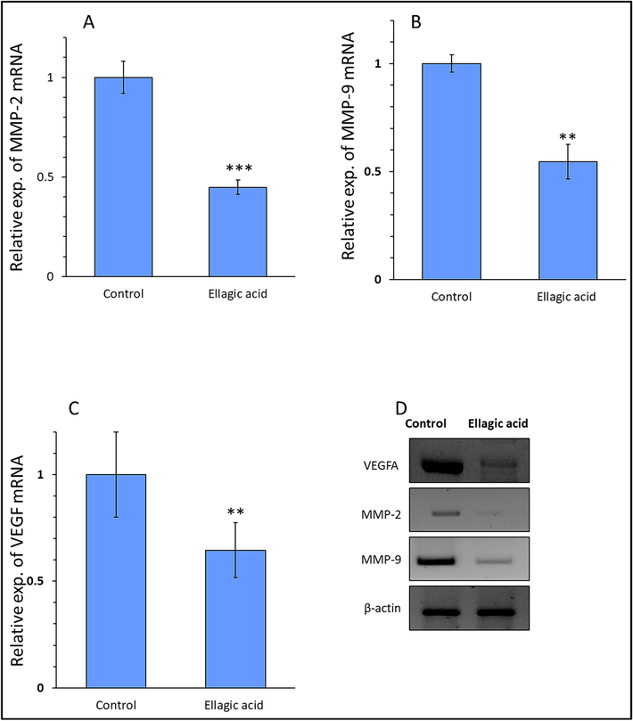 Exploring the mRNA expression of MMP-2 (A), MMP-9 (B), VEGF (C), and protein expression of these markers (D) in H358 lung cancer cell line after exposure to IC50 concentration of ellagic acid (7.18 µM) for 24, determined by qRT-PCR and western blot. Data are shown as mean ± SD of three experiments. **P < 0.01, ***P < 0.001.