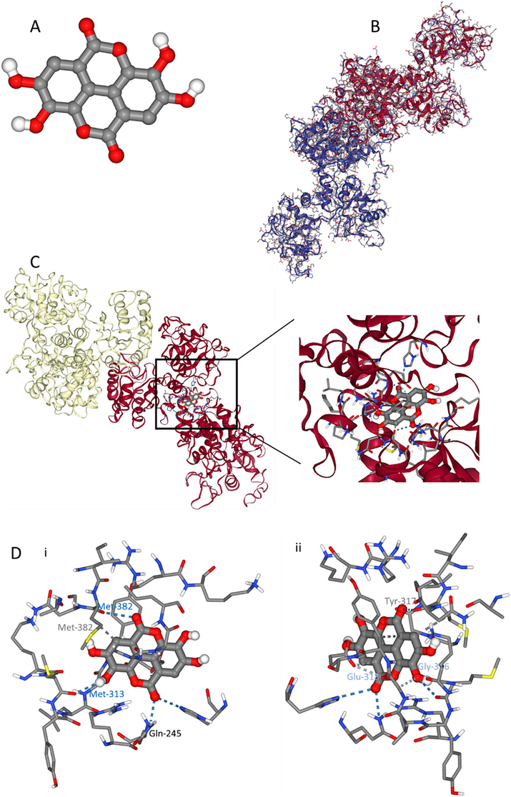 Exploring the interaction of ellagic acid (A) and HTf (B) determined by molecular docking study. ellagic acid-HTf docking complex (C) and amino acid residues in the binding site (D) from two different rotational views (i, ii).