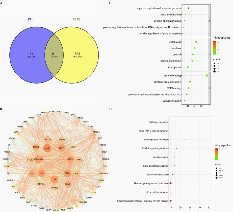 Prediction of potential core targets, construction of PPI networks and enrichment analysis of palmatine against CIAKI. (A) Venn diagram of potential anti-CIAKI targets. (B) PPI network of proteins. (C) Top 5 Gene Ontology biological processes, cellular components and molecular functions. (D) Top 10 KEGG pathways. The abscissa represents the gene proportion, the ordinate represents pathway name, the bubble size represents the number of targets in the pathway and the color represents the p value.