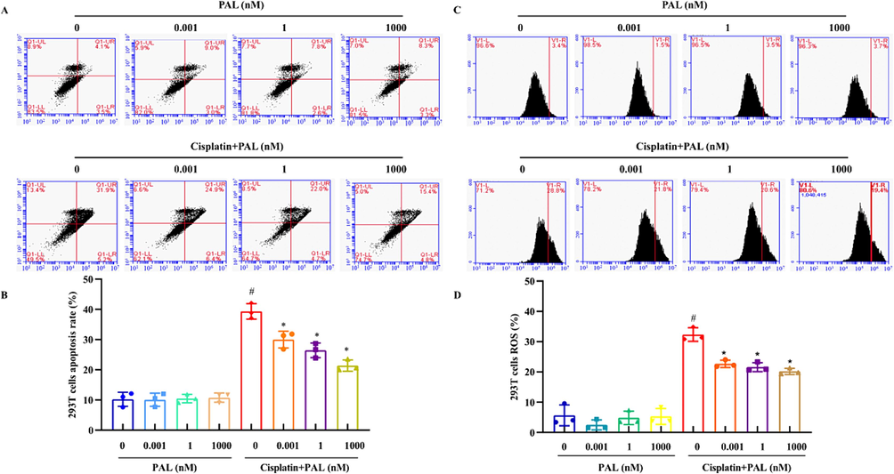 Effects of palmatine (PAL) on cisplatin-induced apoptosis and ROS in 293 T cells. Cells were treated with palmatine (0.001, 1, 1000 nM) and cisplatin (12.5 μM) for 48 h. The cells were stained with Annexin V-FITC/PI fluorescence and detected by flow cytometry to test the apoptosis (A). Palmatine alone had little effect on cell apoptosis, while it could significantly decrease cell apoptosis induced by cisplatin (B). The cells were stained with DCFH-DA fluorescence and detected by flow cytometry to evaluate ROS (C). Cisplatin caused the accumulation of ROS in 293 T cells, which was significantly reduced by palmatine (D). #p < 0.05 vs control and *p < 0.05 vs cisplatin-treated group.