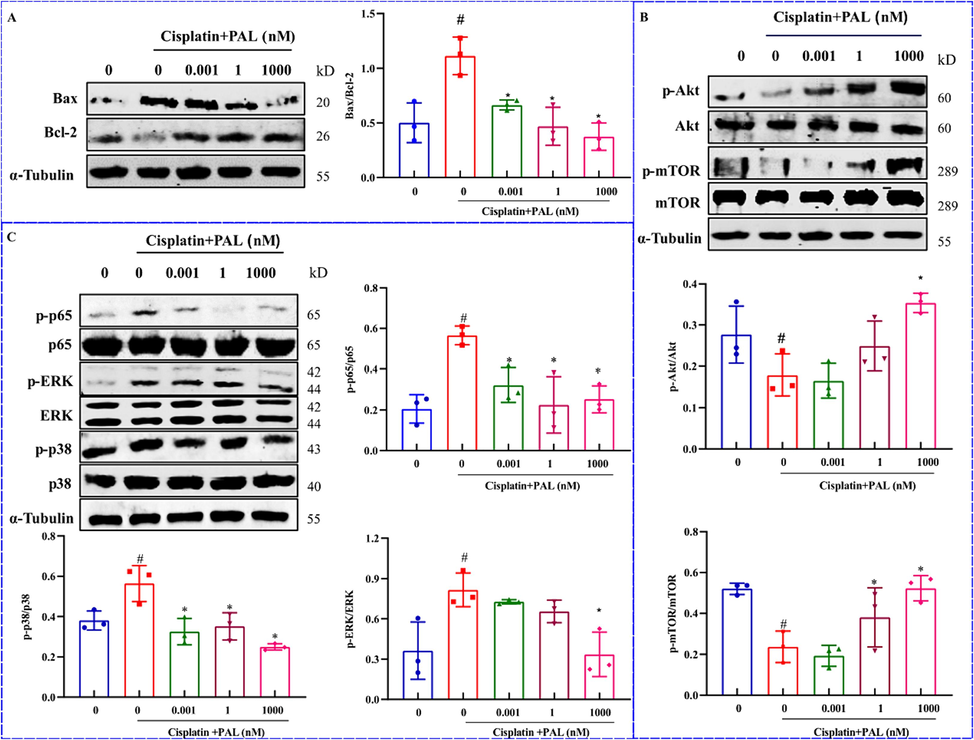 Proteins regulation by palmatine (PAL) on cisplatin-induced injury of 293 T cells. The ratio of Bax/Bcl-2 was significantly increased after cisplatin, while palmatine reversed the increase (A). Cisplatin significantly decreased the levels of Akt and mTOR, which were restored to normal levels by palmatine (B). In the MAPK pathways, the levels of p65, ERK and p38 were significantly increased by cisplatin and decreased after treatment with palmatine (C). #p < 0.05 vs control, *p < 0.05 vs cisplatin group.