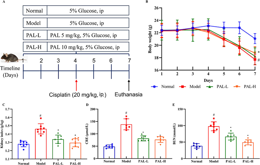 Effect of palmatine (PAL) on the CIAKI mice model. Flow chart of drug administration (A) and body weight of mice (B) during the experiment. Kidney index (C), serum levels of CRE (D) and BUN (E) were significantly increased in the CIAKI model, while they were restored to normal after palmatine treatment. #p＜0.05 vs normal group, *p＜0.05 vs model group.