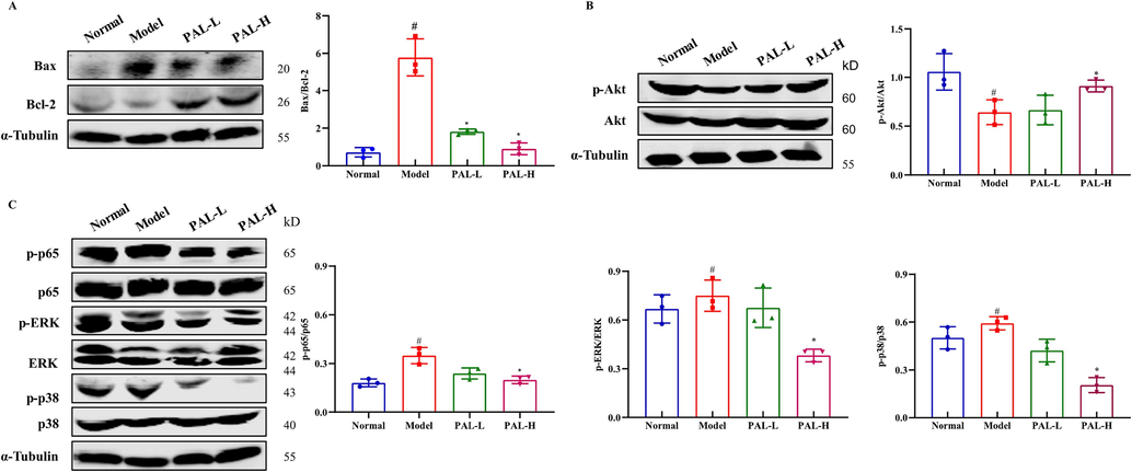 Effects of palmatine (PAL) on kidney related protein levels in the CIAKI mice model. The ratio of Bax to Bcl-2 was significantly increased in the CIAKI model, but returned to normal after palmatine treatment (A). Akt (B) and MAPK (C) pathway proteins were affected by cisplatin and restored by palmatine. #p < 0.05 vs normal group, *p < 0.05 vs model group.